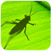 grasshopper软件  v0.9.76.0